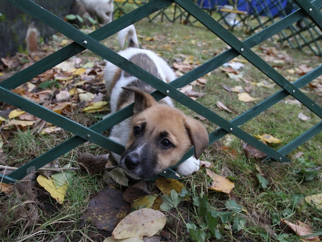 ������ ������ ������������ �� ����������������� �������� �����