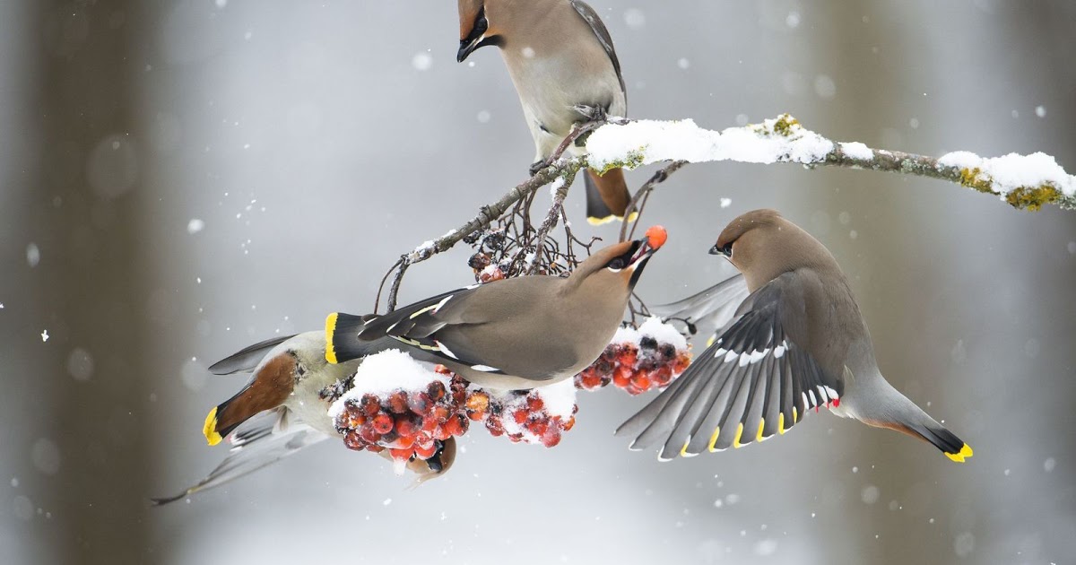 ��������� ���������� �������� ������ �� ����� ��������� � �������