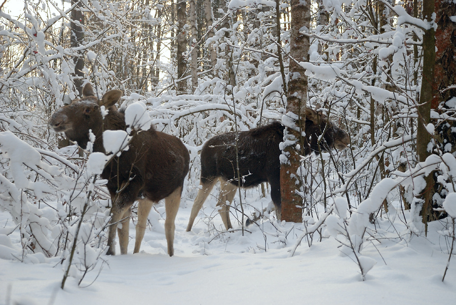 � �������� ������� ����������� �����, ������, ����� � ������