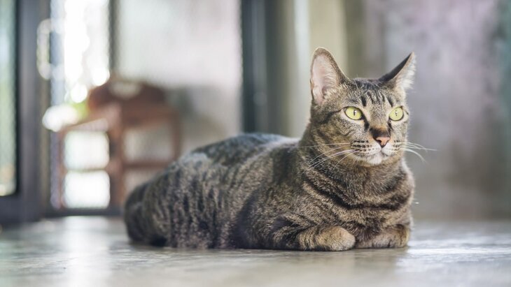 � �� ���������� ������� �������� ��������������� �� ������ ��������