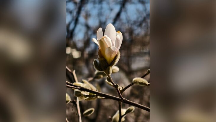 ������ �������� �������� � "����������� �������" � ������