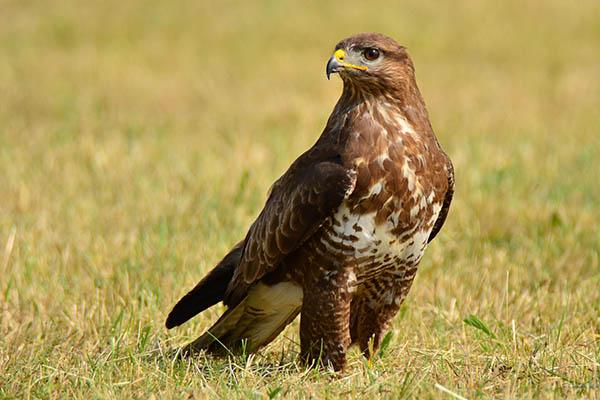 �� ��������� � ����������� ������ �����-����������