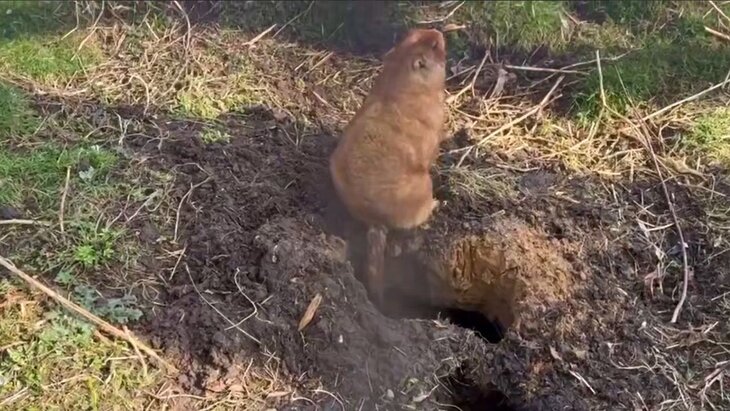 � ���������� �������� ���������� �������