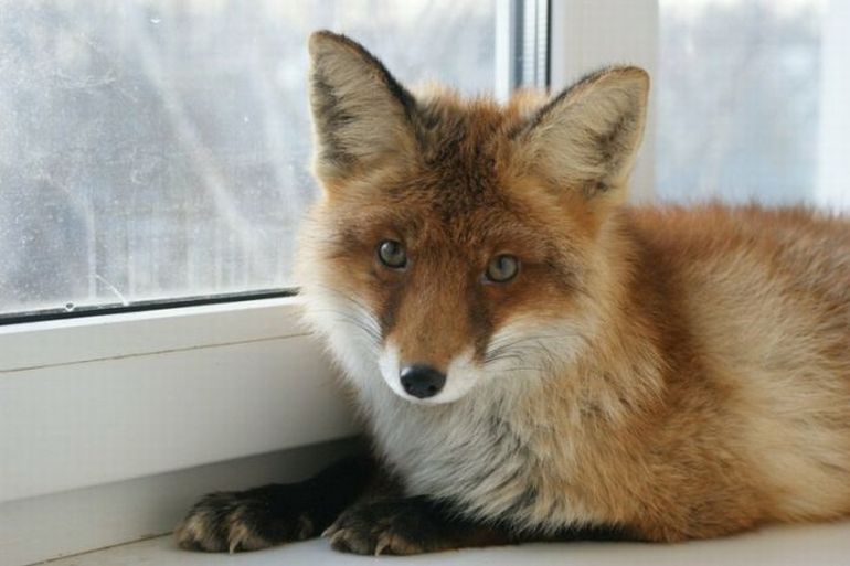 �������� ������� ��� ��������� ����� �������� 