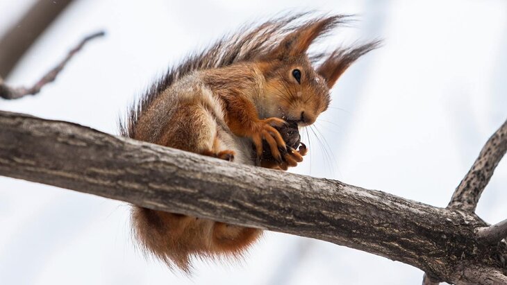 ������ ����������� ����� ������� � ������