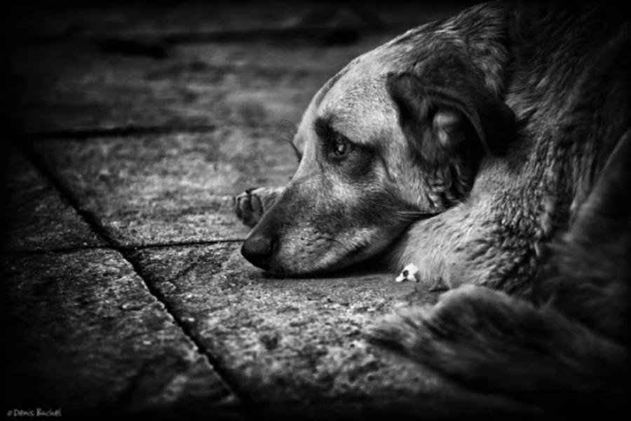 � ������ �������� ��������� � ������ �������� �� ������� Woof 