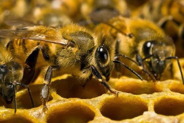 � ������������ ����� ��������� ���������� �������� ��������� �����