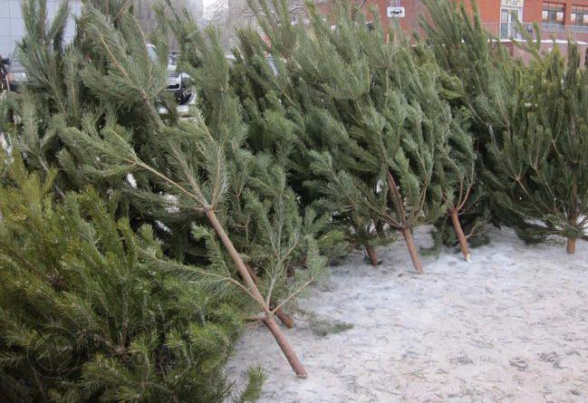 � ������������ 20 ������� ��������� ��� ������� ������