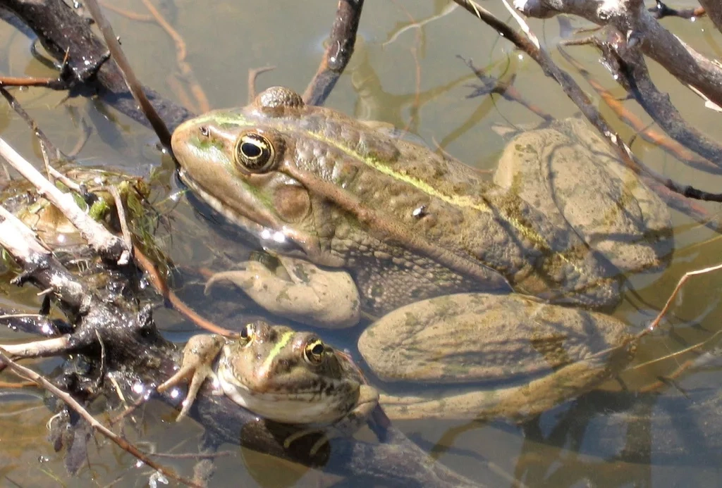 �������, ������� � ���� ������ �� ��������� ����������� ������