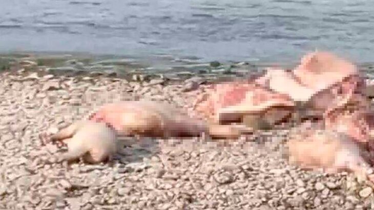 ���� ������, ���������� ����������� �����, ����� �� �������