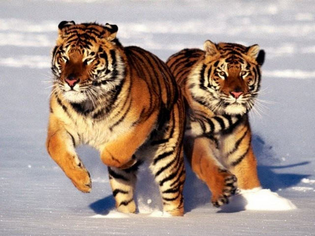 ������ ������������ ����� ������� ������� � ����� "����� �����" � �� �� ����������� �����