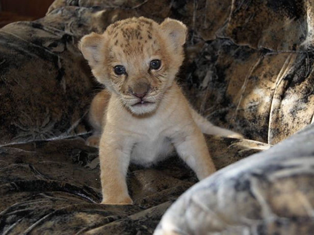 ����������� �� ����� ������� �����