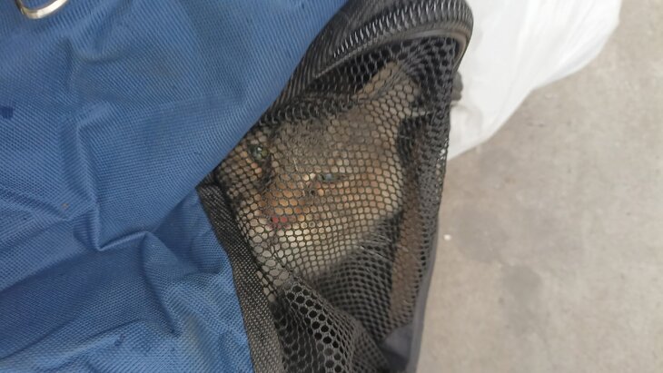 � ���������� ������ ����, ������������ 12 ����� � ������� � ����� ����� �� �������