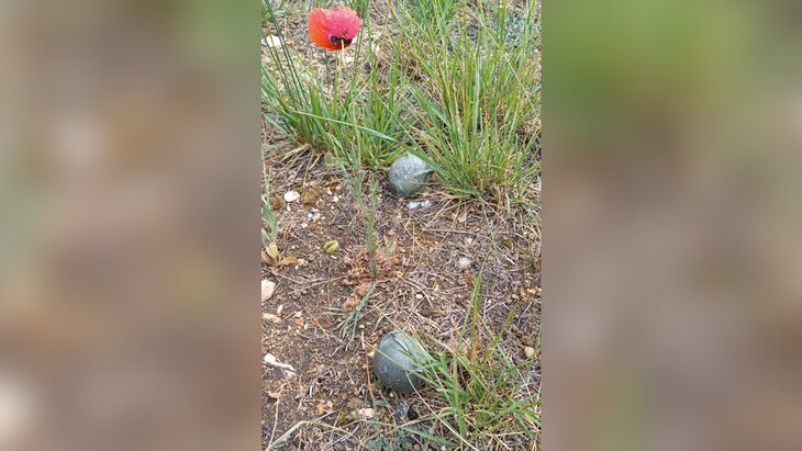 ����������������� ������������� ����������� � ������ �������� ������� �����������