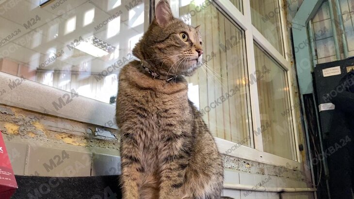 ����� ��� ������ ��� ����-���������� �� ��������� �������� �����