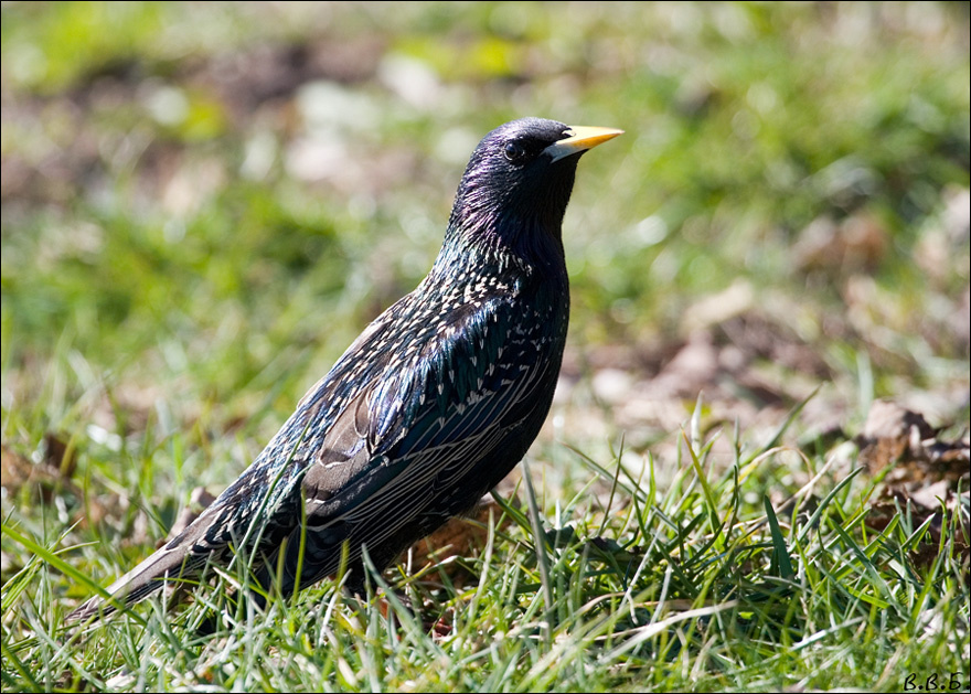 ������� ���� ������� ���������������� �����������