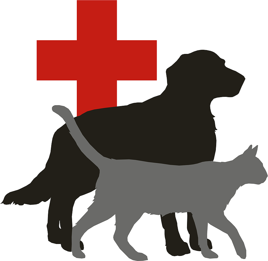 � ���������� ������ ���������