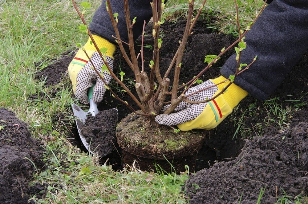 Пять деревьев и 800 кустарников высадили в районе Косино-Ухтомский осенью 2018 года