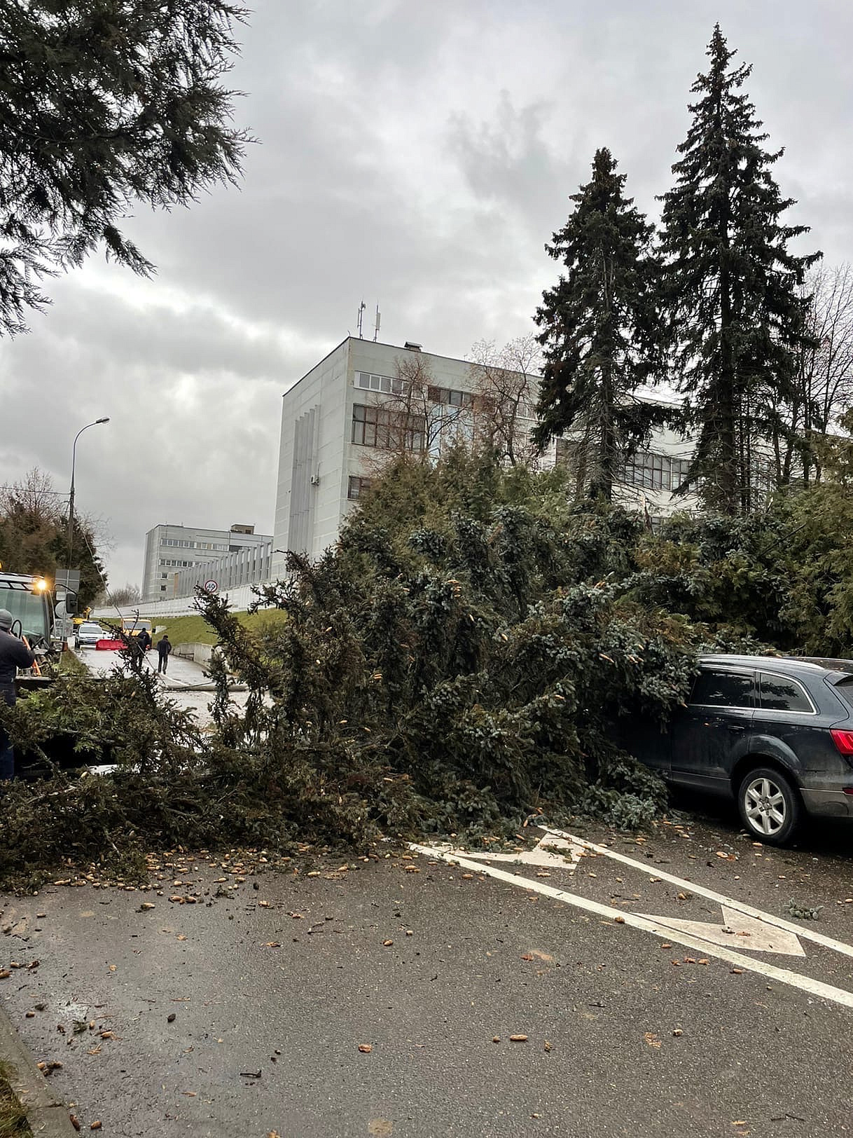 В Москве сильный ветер повалил несколько десятков деревьев