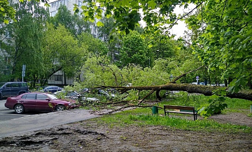 Из-за непогоды дерево упало на несколько автомобилей на востоке Москвы