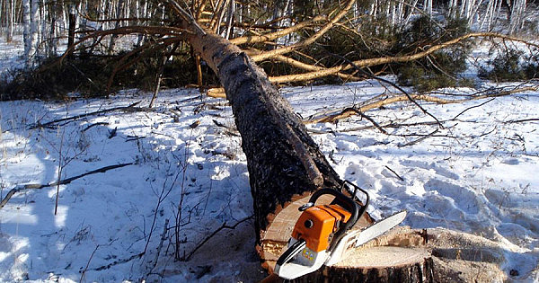254 сухостойных и аварийных дерева вырубили в Метрогородке за год